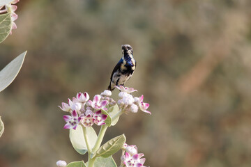 bee on a flower