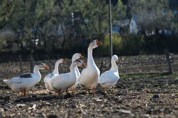 White geese on a gray background, low viewing angle. Goose cottage industry breeding. 