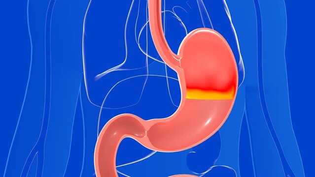 Stomach 3D animation of a medicine that cures heartburn and reflux. About a human body and transparent glass internal organs. Dark blue background.