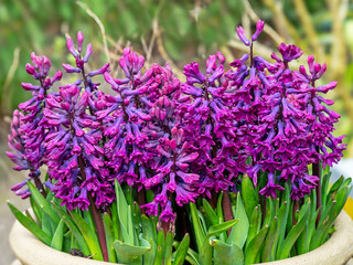 Purple Hyacinth flowers growing in a clay pot
