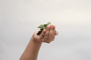 Sostenido una plata con tierra en la mano © Miliati