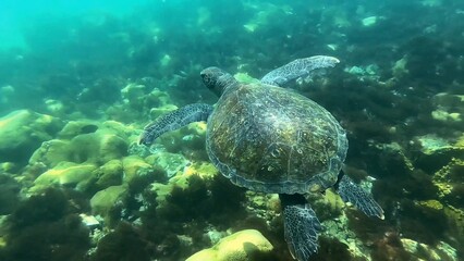 turtle swimming