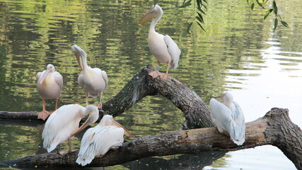 Dalmatian pelicans group in the lake