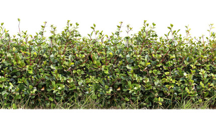 Green fence rectangular boxwood shrubs on transparent. Ornamental plant for decorate of a park, a garden or a green fence. Foliage for spring and summer card design - obrazy, fototapety, plakaty