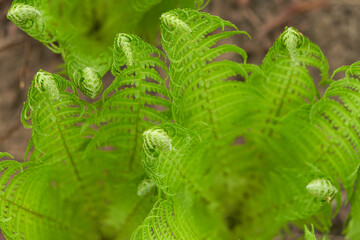 Awakening fern with unfurling leaf plate.