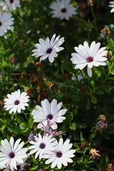 Lush garden with pretty osteospermum ecklonis on its branch