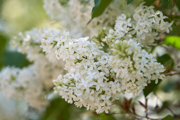 Shrub of blooming lilac with many white inflorescences. Background image.
