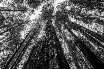Towering Redwoods in northern California