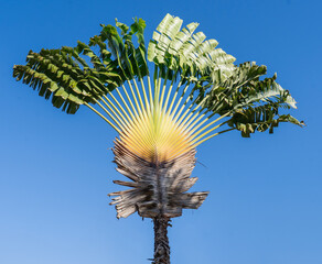 Tropical fan palm