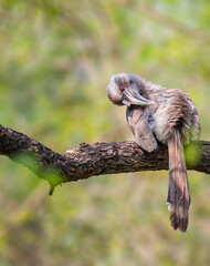 A Grey Hornbill