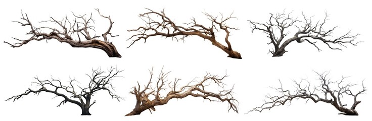 Set of majestic leafless trees with gnarled branches and twisted trunks, cut out