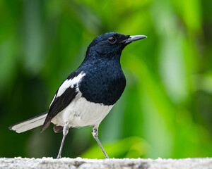 Obraz premium Oriental Magpie