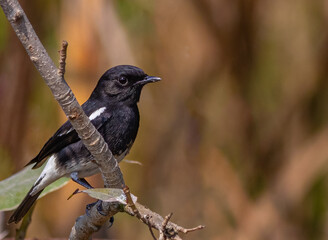 A bush Chat