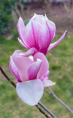 beautiful spring magnolia flowers