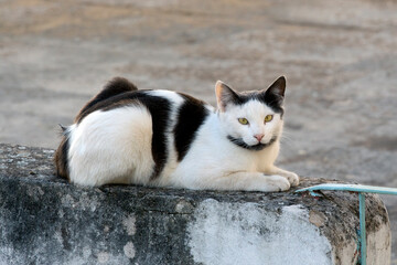 black and white cat laying on a fence against gray background. selective focus