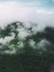 Forest Enveloped in Mist