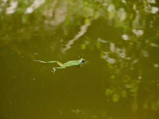 A green tree frog floats motionless in an artificial pond waiting for its prey