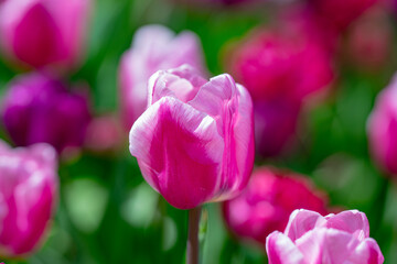 Beautiful Pink Tulips. Purple tulip flowers background. Beautiful flower violet tulips in sunlight...