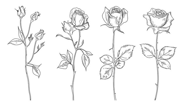 Botanical rose flower elements in line art design