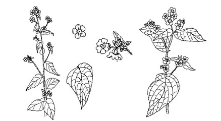  set of elegant black and white linear illustrations of wildflowers Pentaglottis sempervirens, hand- drawn in the style of sketches, design elements and decor for wedding and greeting cards