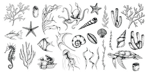 Sea Animals vector set with seaweeds, corals and seashells. Drawing of underwater life with seahorse and turtle in line art style. Engraving of octopus and jelly fish. Graphic etching of manta ray. - obrazy, fototapety, plakaty