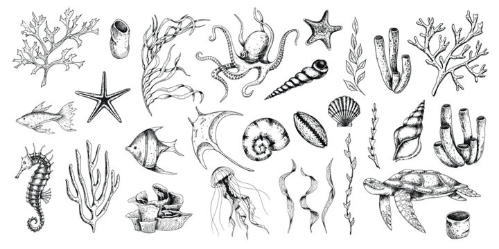 Sea Animals vector set with seaweeds, corals and seashells. Drawing of underwater life with seahorse and turtle in line art style. Engraving of octopus and jelly fish. Graphic etching of manta ray.