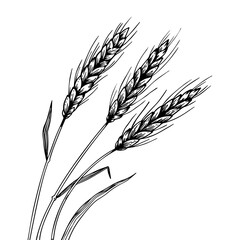 Fototapeta premium Wheat ear spikelet engraving PNG illustration. Scratch board style imitation. Black and white hand drawn image.