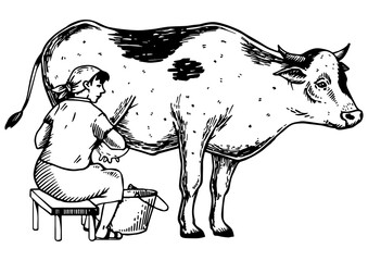 Woman milk cow engraving PNG illustration. Scratch board style imitation. Black and white hand drawn image.