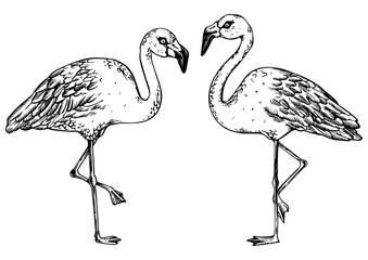 Naklejka premium Flamingo bird engraving PNG illustration. Scratch board style imitation. Black and white hand drawn image.