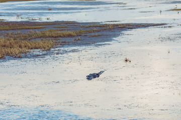 An American Alligator in the marshes of the St. Marks Wildlife Refuge in Florida