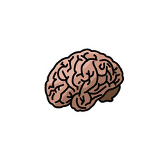 human brain