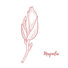 Hand-drawn vector magnolia flower doodle reaslistic illustration. Black and white line isolated on a white background for design, packaging