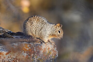 Rock squirrel in Grand Canyon.