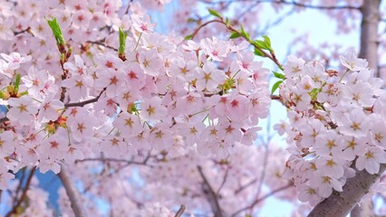 Beautiful Blossoming Flowers of Japanese Cherry Prunus Serrulata Decorative Garden Tree