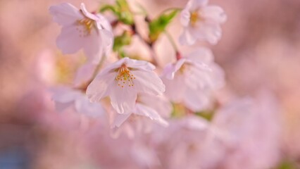 Beautiful Blossoming Flowers of Japanese Cherry Prunus Serrulata Decorative Garden Tree