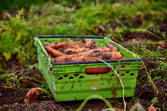 Carrots outside in a crate with soil sitting in a field