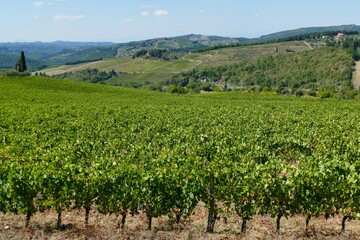 Le vignoble de Chianti à Castellina in Chianti en Toscane