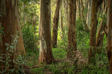 bosque de eucaliptos 