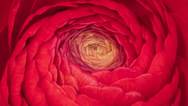 Time lapse blooming Ranunculus flower close-up