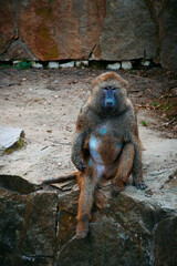 baboon sitting on the ground