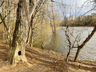 A tree with a hollow on the bank of the Pekhorka River. Russia, Moscow region, Balashikha city