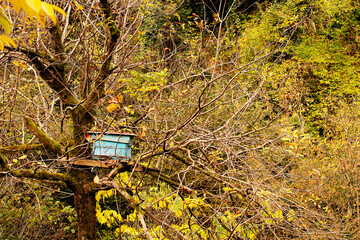 Wooden blue hive for wild bees on a tree in the mountains on an autumn sunny day. Landscape in the mountains of Georgia.