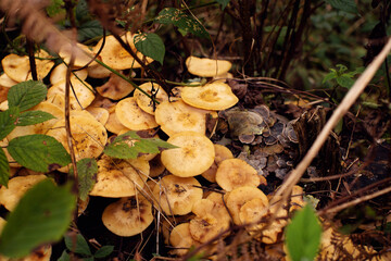 Fresh honey mushrooms on a moss-covered stump in the forest close-up, soft focus