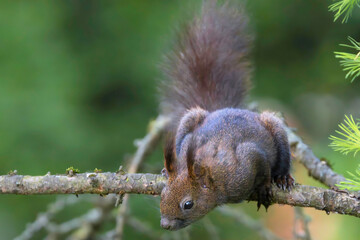 cute wild european squirrel - 783267724
