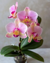 Naklejka na ściany i meble orchid in a vase