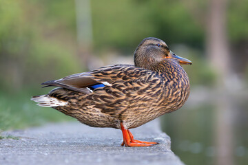 female mallard standing near the duck pond