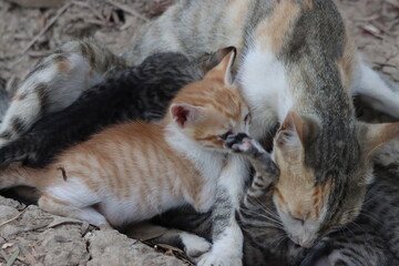 Cat with her baby kittens in garden