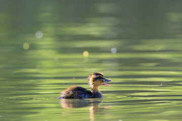 tiny mallard duckling on pond