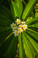 View of Frangipani flowers and leaves 