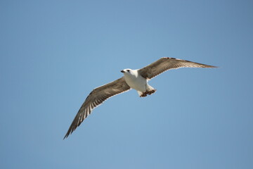 Fototapeta na wymiar seagull bird flying in blue sky
